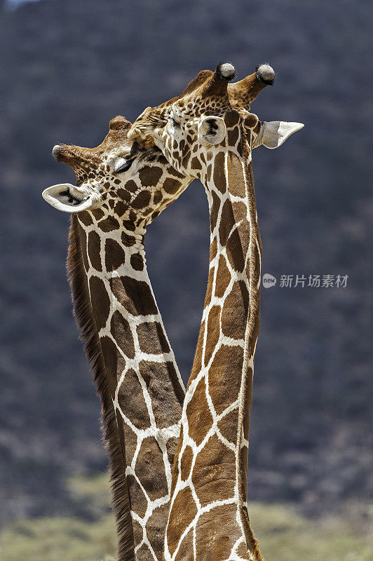 网状长颈鹿(Giraffa camelopardalis reticulata)，也被称为索马里长颈鹿。肯尼亚桑布鲁国家保护区。战斗。